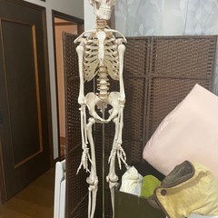 全身の骨格模型