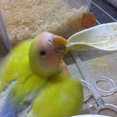 コザクラインコ　イエロー系　
