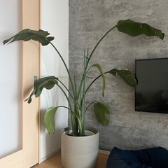 ストレチア✨値下げ✨