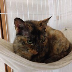 穏やかで優しく、人懐こい、癒しのサビ猫ちゃん
