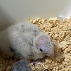 ウロコインコシナモンかパイナップルかな？