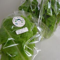 野菜 無料プレゼント！ 仙台市宮城野区