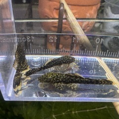 ブッシープレコ　ロングフィンタイプ　ノーマル　幼魚3匹