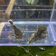 ブッシープレコ　ロングフィンタイプ　ノーマル　幼魚3匹の画像