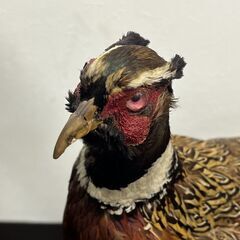 Z889 雉 剥製 置物 鳥 　キジ　きじ　コレクション 骨董品　の画像