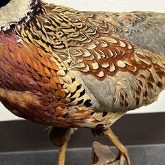 Z889 雉 剥製 置物 鳥 　キジ　きじ　コレクション 骨董品　の画像