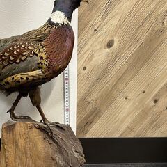 Z889 雉 剥製 置物 鳥 　キジ　きじ　コレクション 骨董品　の画像