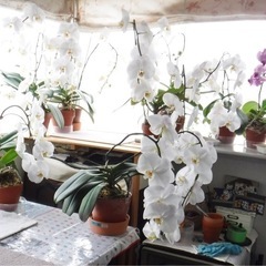 胡蝶蘭・植木鉢　2025.2.3monの画像