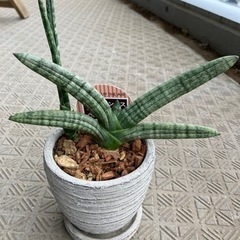 ボンセレンシア　サンセベリア