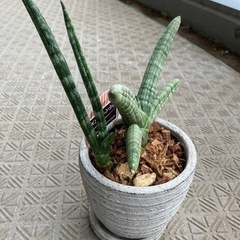 ボンセレンシア　サンセベリアの画像