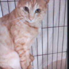 里親募集中。可愛い猫達を幸せにする会。