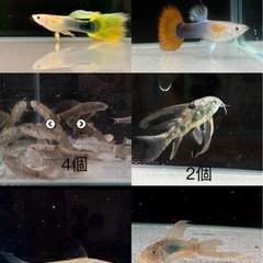 熱帯魚