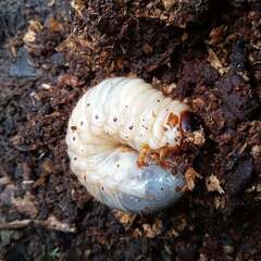 【世田谷】カブトムシの幼虫を育てよう！幼虫プレゼント！｜2025...