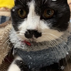 猫ちゃん🐈‍⬛、犬ちゃん🐶飼ってる方お話しませんか？