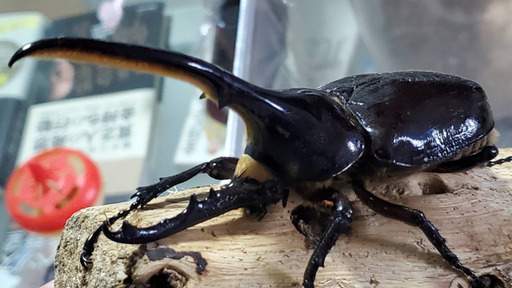 【未使用・後食済】DHヘラクレス♂単品 120.6mm（♂Amazonico×♀OAKS）