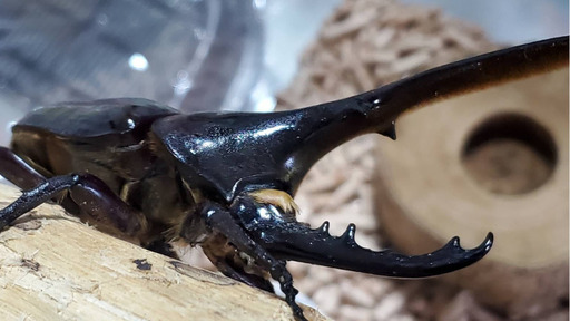 【未使用・後食済】DHヘラクレス♂単品 120.6mm（♂Amazonico×♀OAKS）