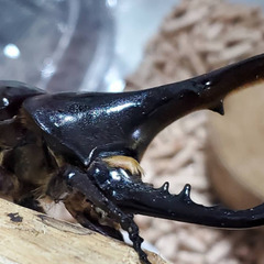 【未使用・後食済】DHヘラクレス♂単品 120.6mm（♂Ama...