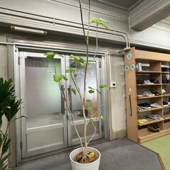 【取引中】ウンベラータ