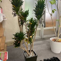 【取引中】観葉植物