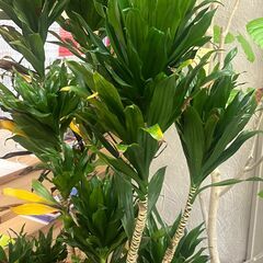 【取引中】観葉植物の画像