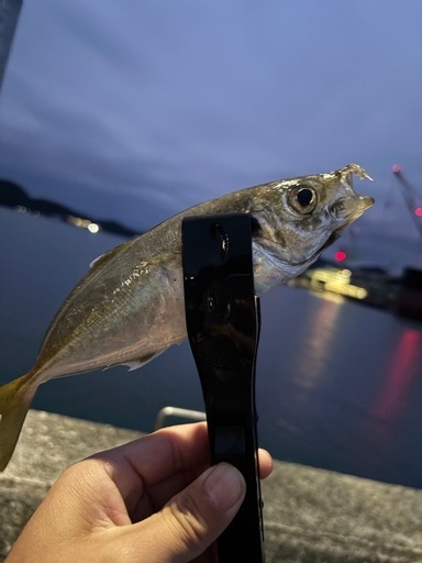 アジングセット