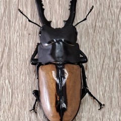 フルストルファーノコギリクワガタ ペア