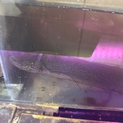 プロトプテルス アンフィビウス【熱帯魚・水槽】