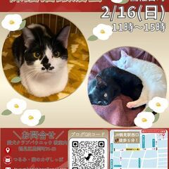 つるみ・猫のカギしっぽ譲渡会２月１６日（日）　 JR鶴見駅西口か...