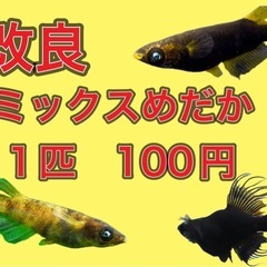 ミックスめだか1匹100円の画像