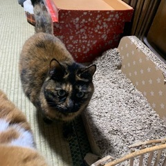 メス猫　さび　里親無料で募集