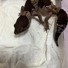 ニシアフリカトカゲモドキ  ノーマル お値下げ 