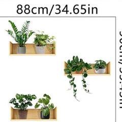 壁　植物　棚つき新品