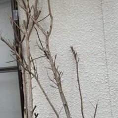 アート材料　木材　百日紅の木の枝