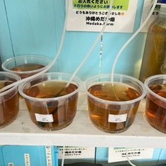 タマミジンコ　大好評につき300円追加してます