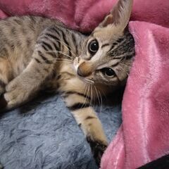 保護しました - 下関市