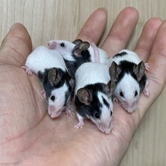 パンダマウス販売中✨️ - 名古屋市