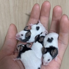 パンダマウス販売中✨️ - ペット