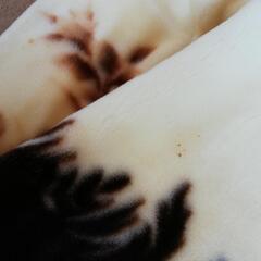 分厚い！ 毛布　140×200cm　シングル　ブラウン　ラモーネ　花柄の画像