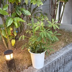 観葉植物の画像