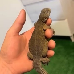 (里親決定しました)エジプトトゲオアガマ - 江戸川区
