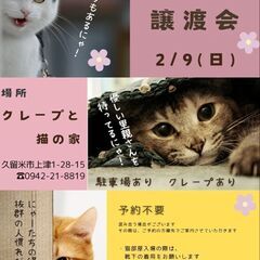 保護猫譲渡会2/9(日)