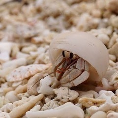 オカヤドカリの飼育用品譲ってください。