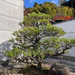 剪定、伐採、除草