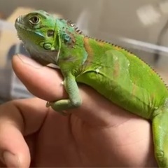 グリーンイグアナ 爬虫類 - その他