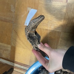 アクアリウム　流木　飾りの画像