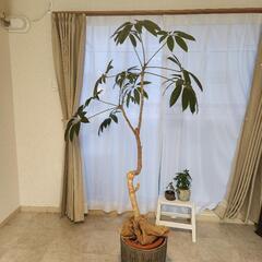 観葉植物　ツピタンサスの画像