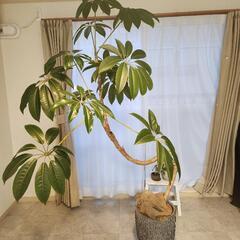 観葉植物　ツピタンサスの画像