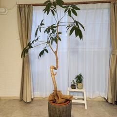 観葉植物　ツピタンサスの画像