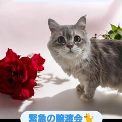 猫ちゃん達のお見合い(⋈◍＞◡＜◍)。✧♡ (譲渡会・里親会）第...