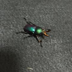 「お取引中…」パプアキンイロクワガタ マジョーラ成虫ペア